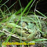 /home//u458753944/public_html/sourcegallery///Frogs/Mixed frogs/P8150215.JPG